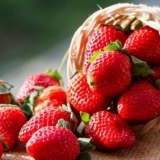 Najbolje jagode za moskovsku regiju: recenzije